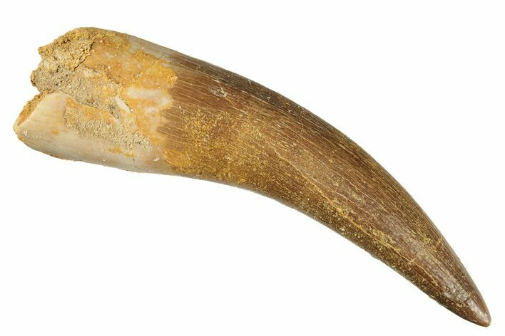 Very Nice Fossil Plesiosaur (Zarafasaura) Tooth - Morocco #269243